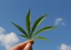 Il rapporto tra cannabis e arte