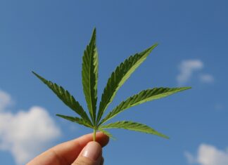 Il rapporto tra cannabis e arte